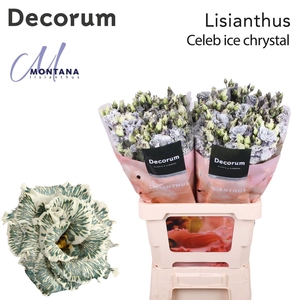 Eustoma russ. DU   ...