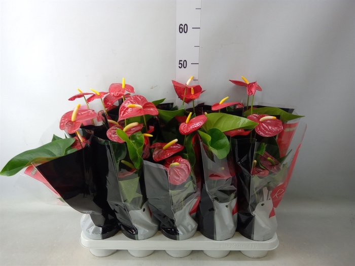 <h4>Anthurium andr. 'Royal Champion'</h4>