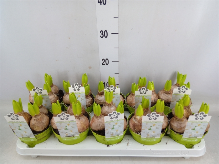 <h4>Hyacinthus orie. 'Pearl White'</h4>