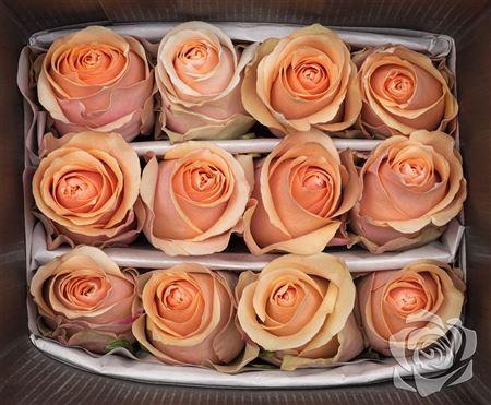 <h4>R Gr Nectarine</h4>