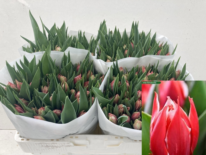 <h4>TU DU CHAMPIONSHIP</h4>