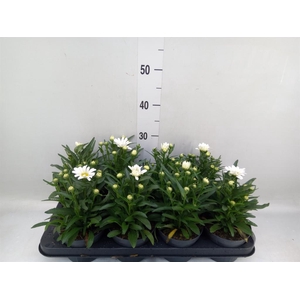 Leucanthemum sup. 'West Star Leo'