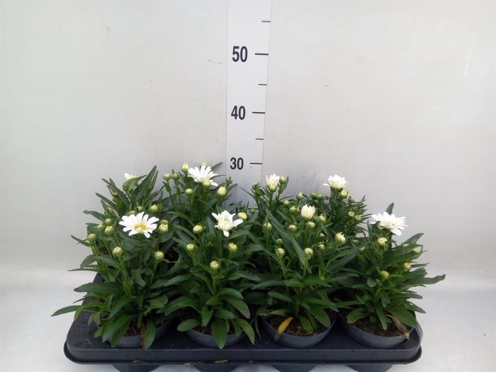 <h4>Leucanthemum sup. 'West Star Leo'</h4>