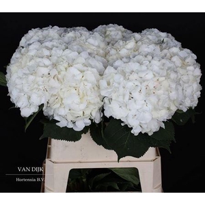 Hydr M Ch Whi Verena 80cm