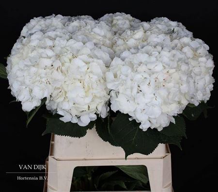 <h4>Hydr M Ch Whi Verena 80cm</h4>