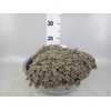 Orostachys furusei