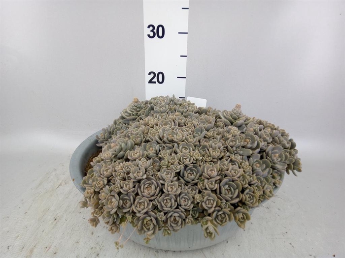 Orostachys furusei
