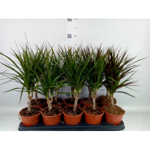 Dracaena marg.   ..mix 2