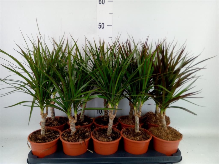 <h4>Dracaena marg.   ..mix 2</h4>