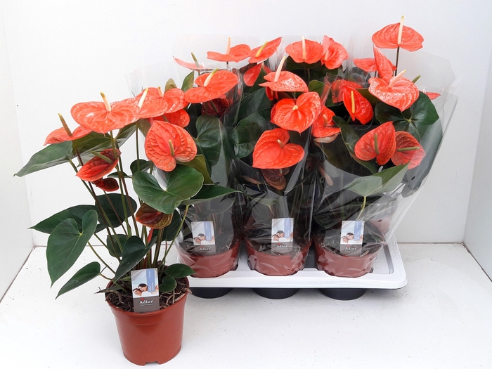 <h4>ANTHU AN OV</h4>