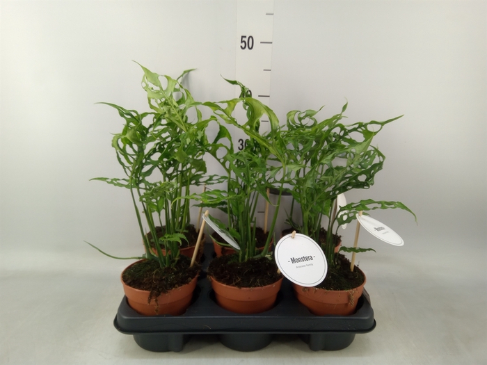 <h4>Monstera   ...</h4>