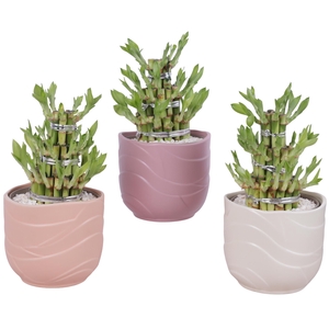 Lucky Bamboo Shape Round 3S Ø14cm Ceramic SE660