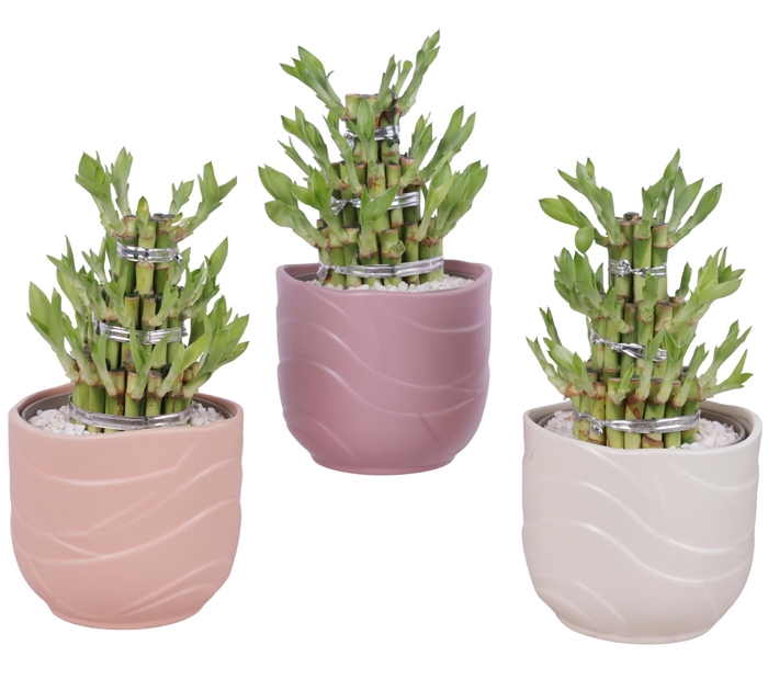 <h4>Lucky Bamboo Shape Round 3S Ø14cm Ceramic SE660</h4>
