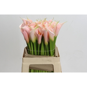 Zantedeschia Eydolls Salmon