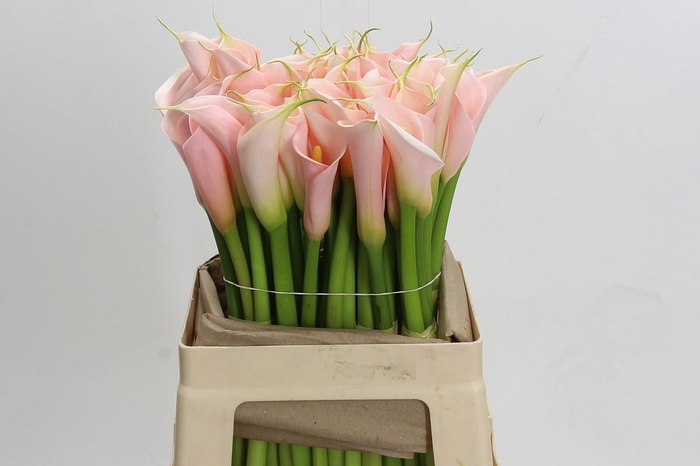 <h4>Zantedeschia Eydolls Salmon</h4>