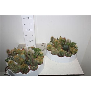 Cactus Gem Rondo
