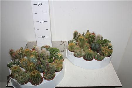 <h4>Cactus Gem Rondo</h4>