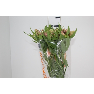 ALSTROEMERIA WILLHELMINA 080 CM