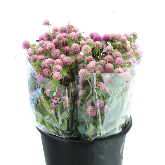 <h4>Gomph Gl Lavender</h4>