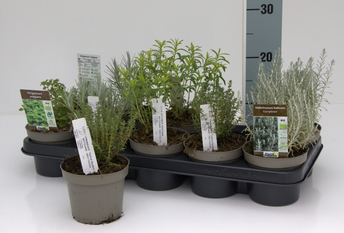 <h4>TUINKRUIDEN GEM</h4>