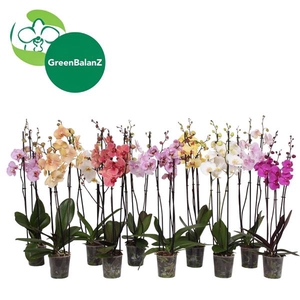 BalanZ - Phalaenopsis Mix 3t 18+/75-85