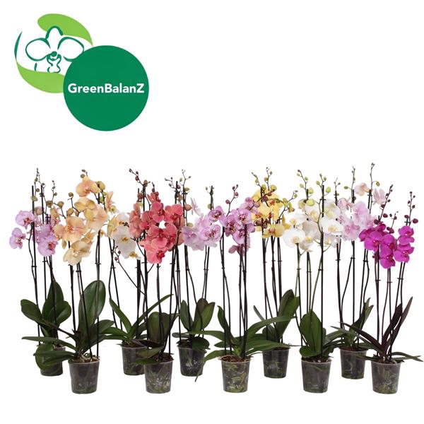 <h4>BalanZ - Phalaenopsis Mix 3t 18+/75-85</h4>