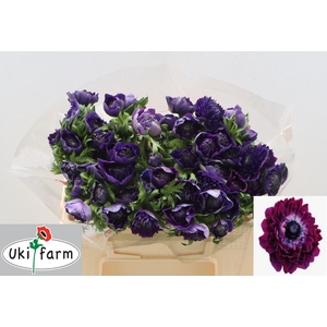 ANEM CO LEVAN BLU/ WINE