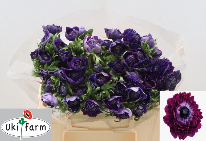 <h4>ANEM CO LEVAN BLU/ WINE</h4>