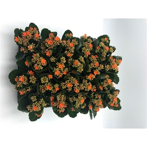 Kalanchoe oranje 6 cm