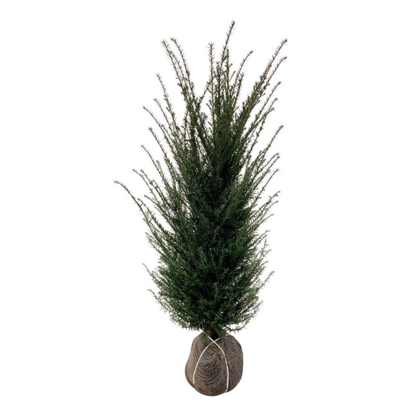 <h4>Taxus baccata</h4>