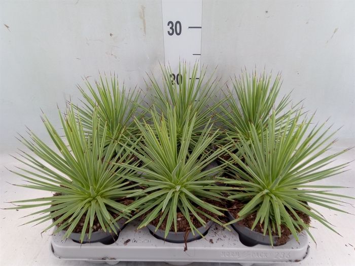 <h4>Agave stricta 'Nana'</h4>