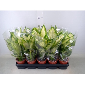 Dieffenbachia  'Camilla'