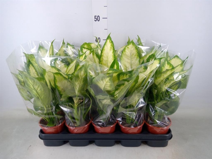 <h4>Dieffenbachia  'Camilla'</h4>