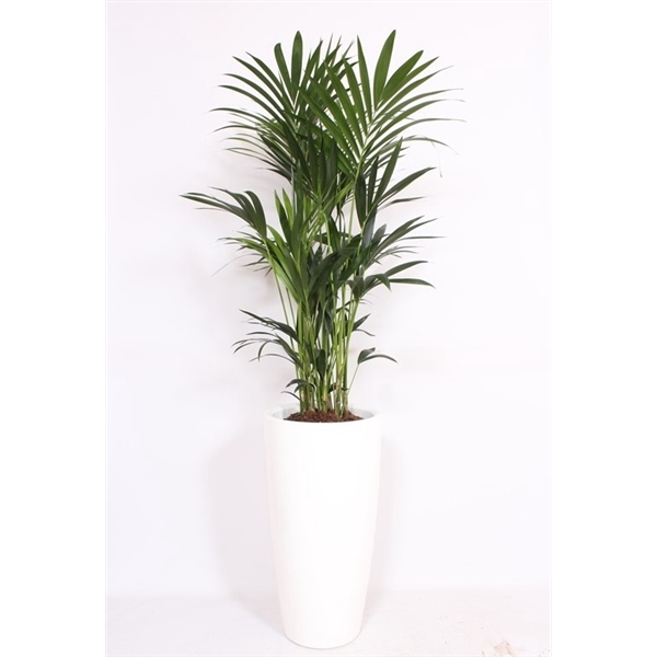 <h4>Howea Forsteriana in Santorini pot "wit"</h4>