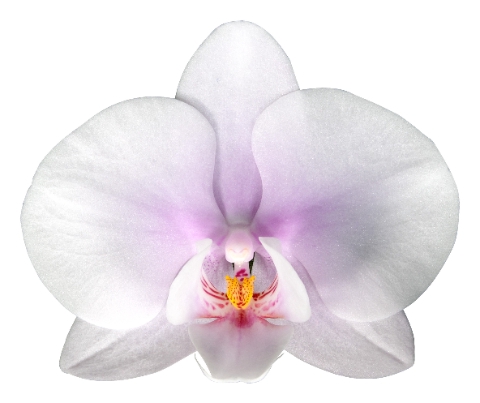 <h4>PHAL OKAYAMA PER BLOEM 25 bloemen</h4>