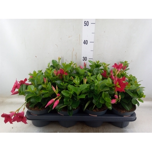 Mandevilla  'Sundavil Red'