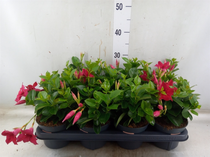 <h4>Mandevilla  'Sundavil Red'</h4>