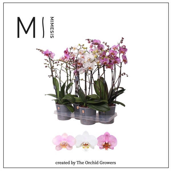 <h4>Mimesis Phal. Marvellous Mix - 50+ flowers 17cm</h4>