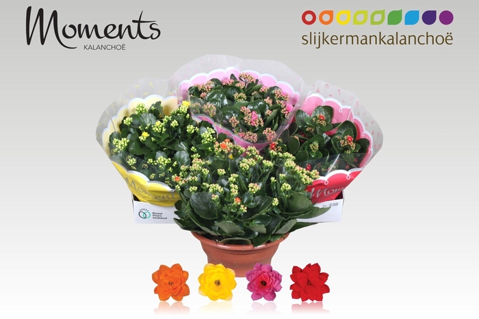 <h4>KAL GE GEM 4 KL</h4>