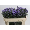 Aster Baby Blue