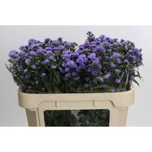 Aster Baby Blue
