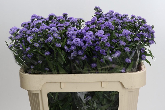 <h4>Aster Baby Blue</h4>