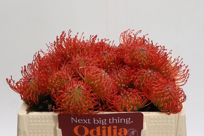 <h4>Nutans Succession</h4>