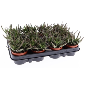 Kalanchoe NF   ...