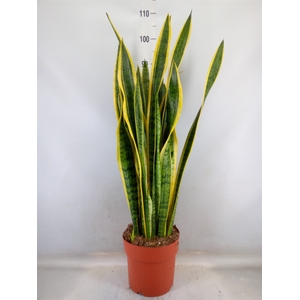 Sansevieria trifa. 'Laurentii'