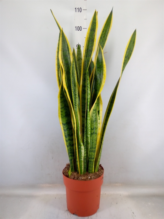 <h4>Sansevieria trifa. 'Laurentii'</h4>