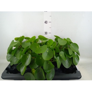 Pilea peperomioides