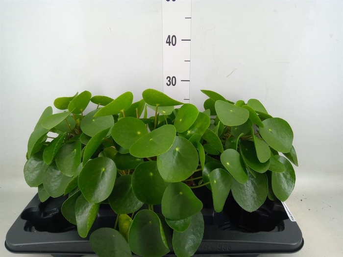 <h4>Pilea peperomioides</h4>