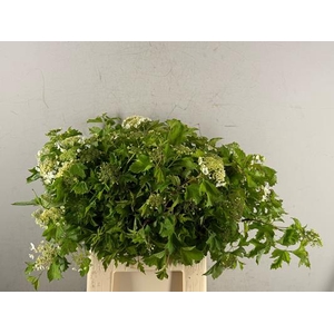 Viburnum Opulus Bloeiend