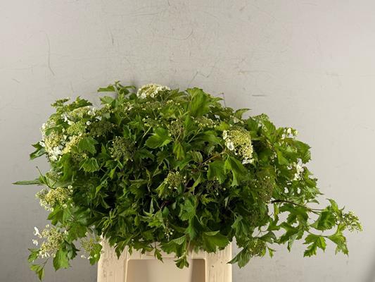 <h4>Viburnum Opulus Bloeiend</h4>